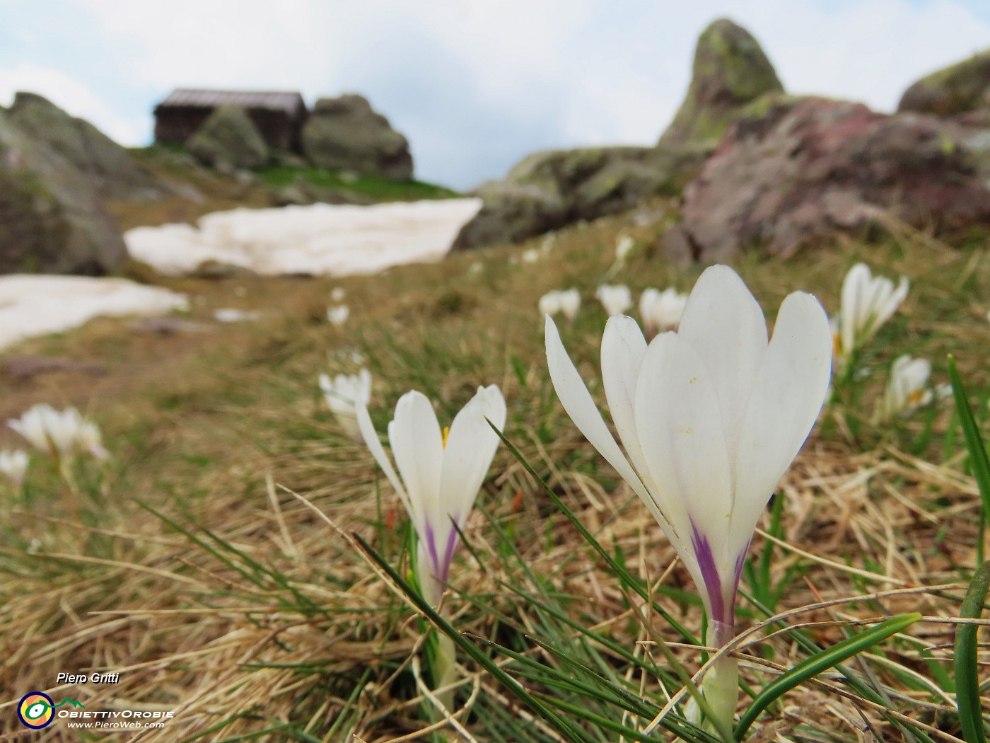 35 Crocus vernus con Baita dei Tre Pizzi (2116 m).JPG